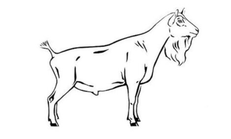 Selecting A Herdsire, Part 1 Image